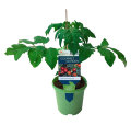 Tomatplanter mix i 11 cm potte